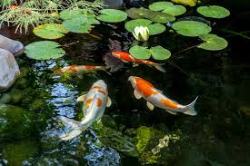 Koi Meeting by the Lilypads