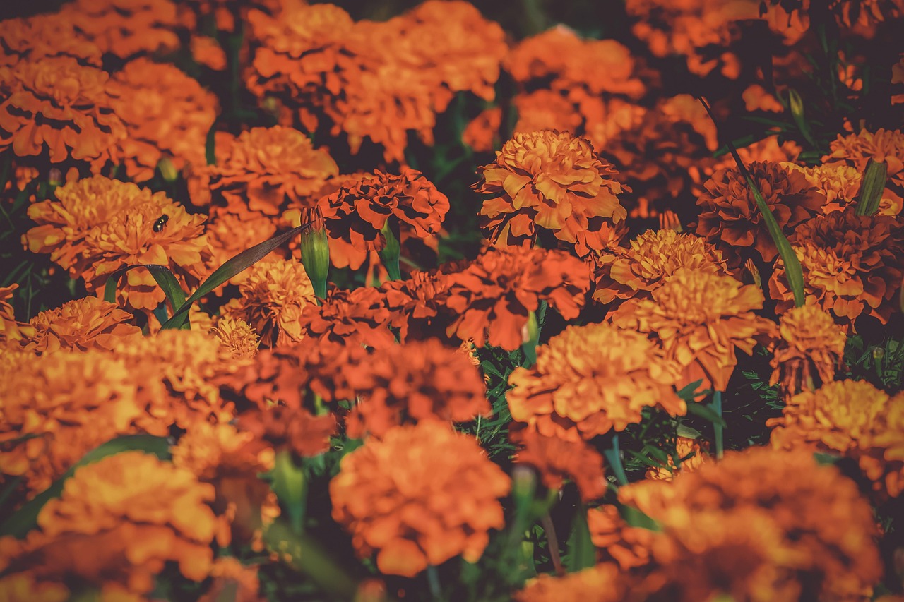 Marigold Field Field filled with orange marigolds